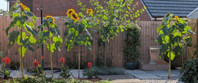sunflowers